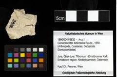 Foto (Objekt + Etiketten) von Goniodromites bidentatus (Reuss, 1858) 